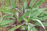 Longleaf buckwheat